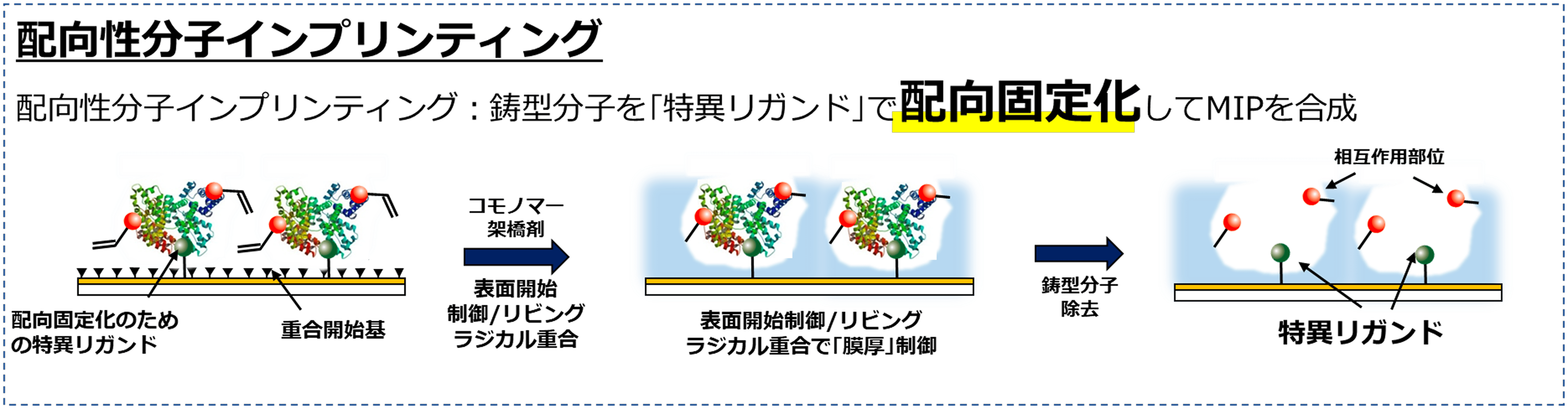 配向性分子インプリンティング